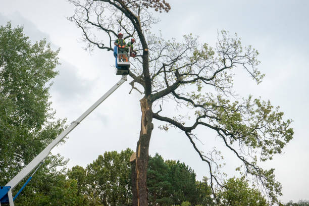 Best Tree Pruning Services  in Duryea, PA